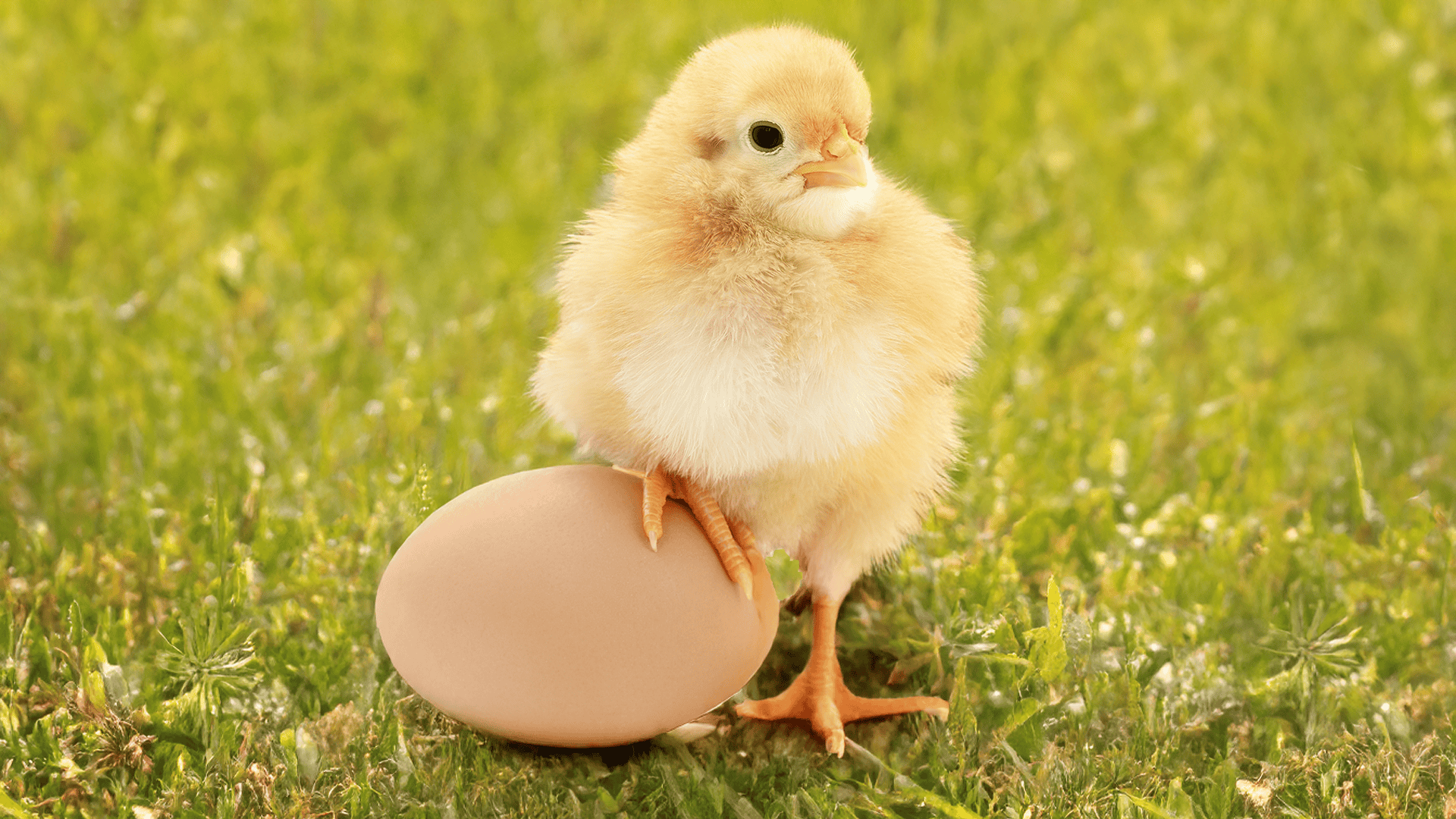 What came firs the chicken or the egg?