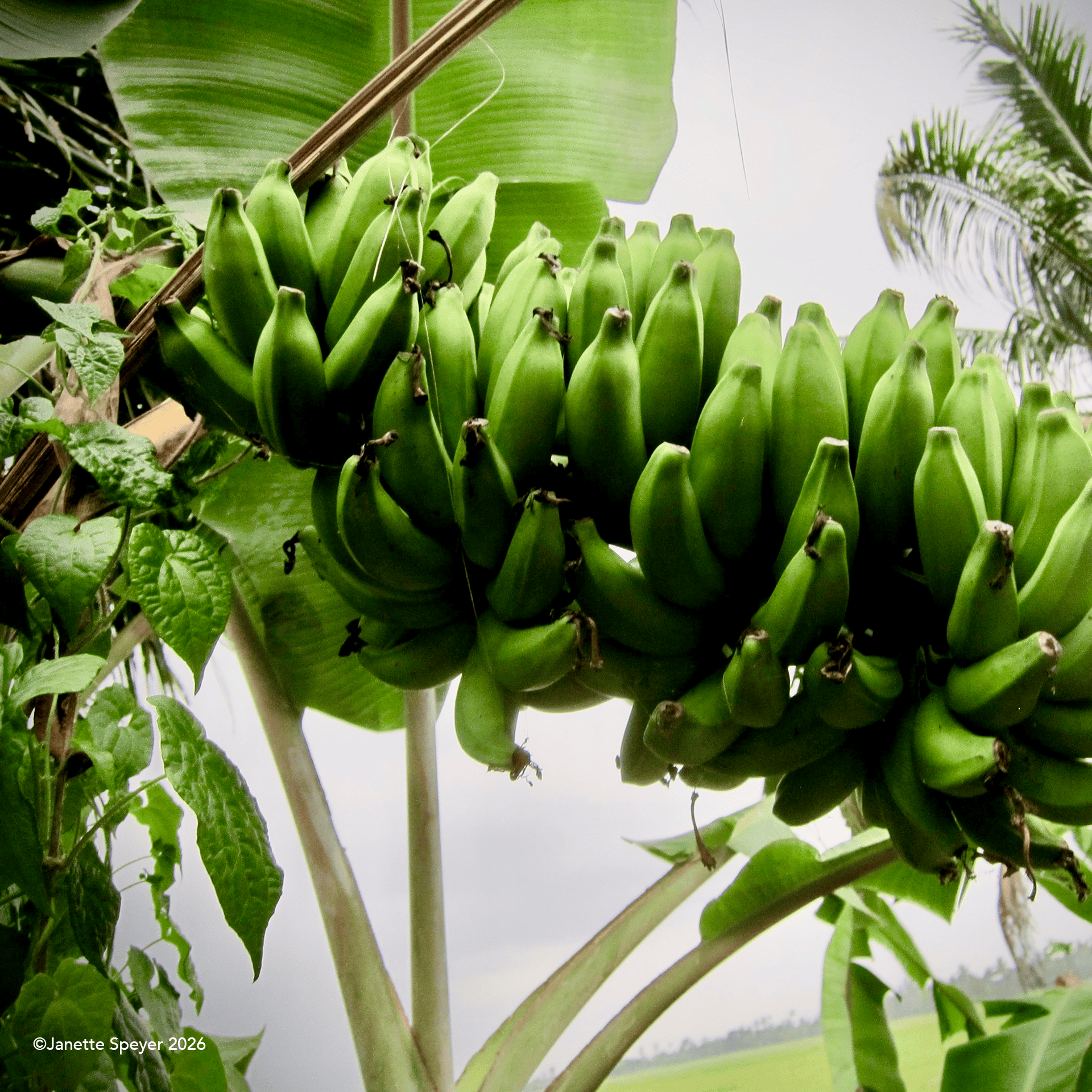 Green bananas